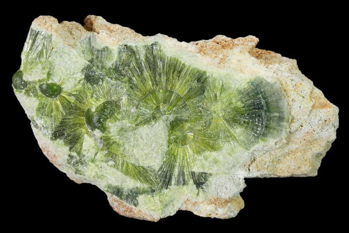 Radiating, Green Wavellite Crystal Aggregation - Arkansas #135972